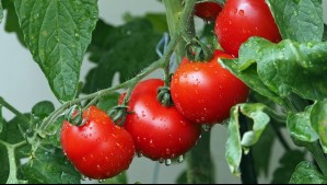 Esto es lo que pasa con tu cuerpo cuando comes muchos tomates