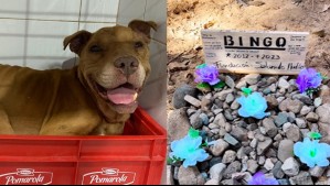 'No entendemos por qué': Desconocidos mataron a palos a perro rescatado en Viña del Mar