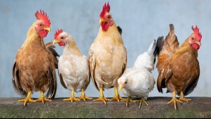 Alerta temprana preventiva en la región de La Araucanía por influenza aviar