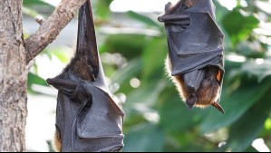 Reportan casos de murciélagos con rabia: ¿En qué zonas del país fueron detectados?
