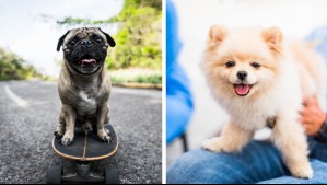 Son minúsculos: Estas son 10 razas de perros que se quedan del tamaño de un cachorro para siempre