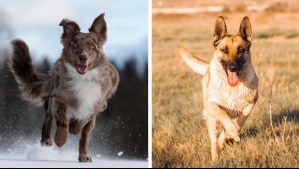 Son verdaderos protectores: Estos son los mejores perros guardianes
