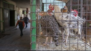 Unas 260 mil aves de corral mueren por influenza aviar en Argentina