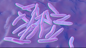 Podrían ocasionar pérdida de memoria: Descubren especies neurotóxicas en fiordos y canales de Magallanes