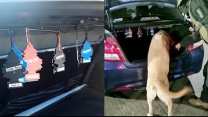 Colgó pinos aromatizantes para que perros no detectaran la droga que transportaba: Esto pasó cuando fue fiscalizado