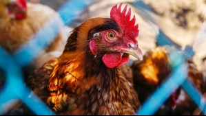 Se sacrificarán 40 mil pollos: Gobierno ordena la medida tras detectar caso de gripe aviar en planta industrial