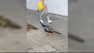 Captan a curiosa ave caminando por Providencia: No sería la primera vez que animal exótico se avista en la capital
