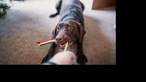 Esta es la raza de perros más inteligente del mundo, según un estudio