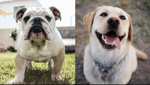 Panzones y bonitos: Estas son las razas de perros que más engordan