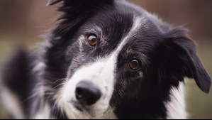 Estudio revela cuál es la raza más inteligente de perros
