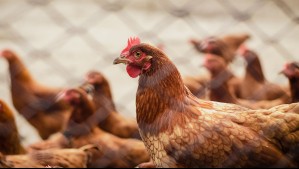 Servicio Agrícola y Ganadero informa primer caso de gripe aviar en la Región Metropolitana
