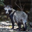 Este animal sería responsable de transmitir el coronavirus a los humanos, según nueva investigación Este animal sería responsable de transmitir el coronavirus a los humanos, según nueva investigación
