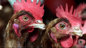 Gobierno confirma segundo caso de gripe aviar en planta de producción de Linares