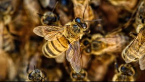 'No pudimos hacer nada': Adulto mayor muere tras ser atacado por enjambre de abejas 'asesinas'