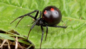 Araña viuda marrón está haciendo desaparecer a la viuda negra en Estados Unidos, según estudio