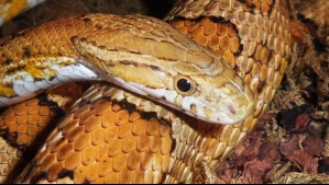 Despertó y vio a una serpiente venenosa de dos metros durmiendo en su cama: Era la segunda más letal del mundo