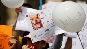 Se desarrolló nueva protesta por 'Bingo', perro asesinado a palos en Viña