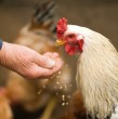 Conoce cuáles son los síntomas con que se presenta la gripe aviar en los seres humanos. Por el momento, la mayoría de los casos ocurren en animales, pero Chile ha detectado un paciente humano.