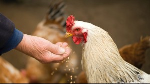 Se registró el primer caso en Chile: Estos son los síntomas de la gripe aviar en los humanos