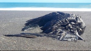 Encontraron aves muertas: Recomiendan no acercarse al borde costero de San Pedro de la Paz por sospecha de gripe aviar
