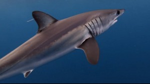 Medía más de 3 metros: Pescadores realizan extraño hallazgo de tiburón en las costas de Tocopilla