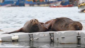 Encuentran más de 70 lobos marinos muertos en la isla Santa María: Habrían estado contagiados con gripe aviar