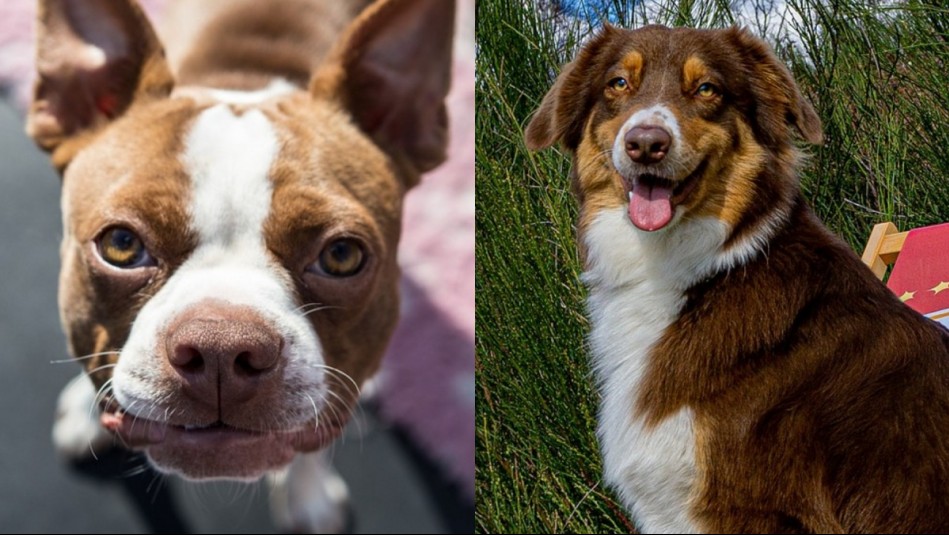 Son los más amigables Las cinco razas de perros que mejor se llevan con otros animales