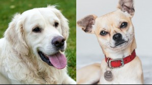 Sociables y ruidosos: Estas son las 9 razas de perros que más ladran