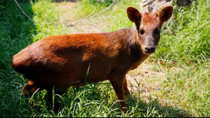 '¿Cómo es posible tanta crueldad?': Denuncian que Pudú fue brutalmente asesinado y empalado