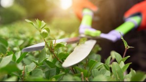 Las plantas 'gritan' cuando se encuentran en peligro, según una nueva investigación