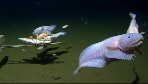 Así es el pez caracol, la especie que fue captada a más de 8 mil metros de profundidad en el mar