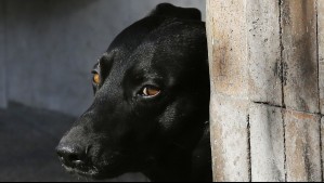 Grave caso de maltrato animal: Hombre arrastró a un perro hasta matarlo en Angol