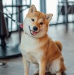 Conoce cuáles son las razas de perros clasificadas como las menos cariñosas. Estos canes no requieren de horas de tu atención para que les des cariño, con un poco basta.