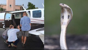 'Tuve una sensación fría': Piloto aterriza de emergencia tras hallar una serpiente venenosa en la cabina