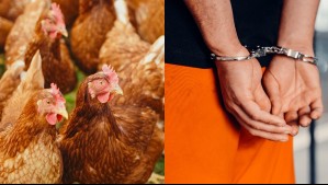 Lo hizo por venganza: Sujeto fue encarcelado por matar a más de mil pollos de su vecino en China