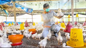 Gripe aviar H3N8: Confirman en China la primera muerte a causa del virus