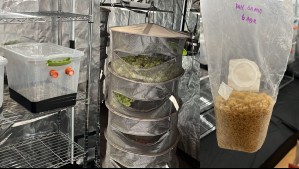 Descubren casa adaptada como centro de producción de hongos alucinógenos y marihuana