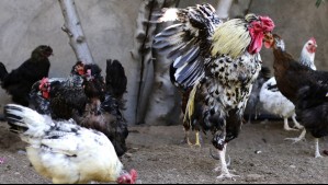SAG confirma nuevo caso de gripe aviar plantel industrial en la región del Biobío