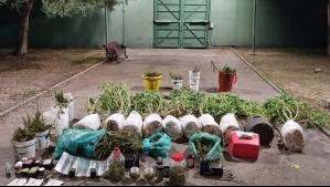 Carabineros detiene a dos personas en Quinta Normal por plantación ilegal de Cannabis
