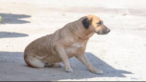 Parcelero mata con un rifle al perro de una vecina que entró a su propiedad persiguiendo una liebre