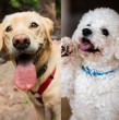 Conoce cuáles son las razas de perros que son considerados como mascotas ideales para las familias con niños. Estos animales tienen un calmado temperamento y dulce disposición.