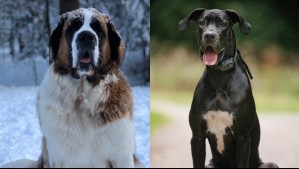 Tan altos como tú: Estas son las 5 razas de perros más grandes del mundo
