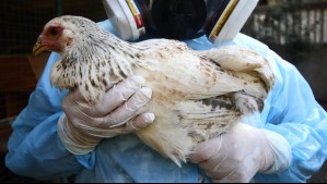 Brote de Gripe Aviar: Más de 200.000 aves fueron sacrificas en avícola de la Región del Biobío