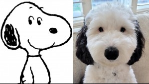 Snoopy es real: Perrita suma más de 280 mil seguidores por su parecido con el personaje de ficción