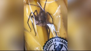 Solo quería un plátano: Hombre descubre a la araña más grande del mundo en su compra del supermercado