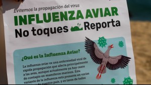Científicos detallan las mutaciones del virus con que se contagió el primer chileno con gripe aviar