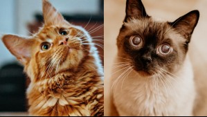 No todos son indiferentes y ariscos: Estas son las razas de gatos más cariñosas