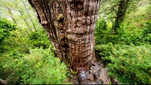 Lo llaman Gran Abuelo: Árbol chileno sería el más viejo del mundo y encapsula claves para adaptarse al cambio climático
