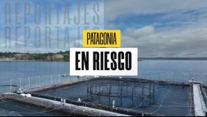 Patagonia en riesgo: Denuncian daños de la salmonicultura a fiordos y fondo marino en Magallanes