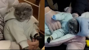 Mujer disfrazó a su gato como bebé para transportar droga en Rusia: Lo llevaba en un coche y hasta le puso pañales